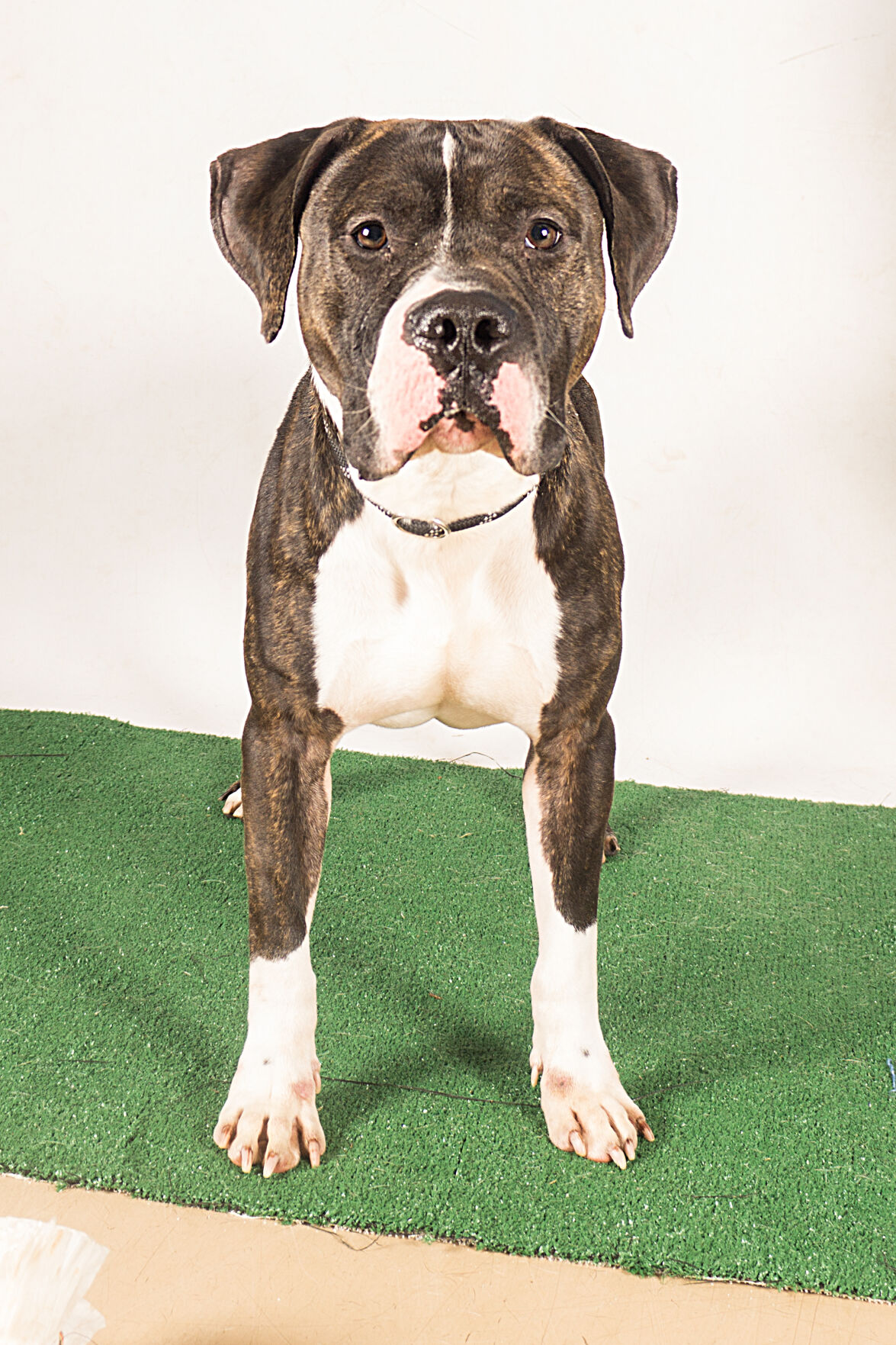 Pet of the week – King Bob